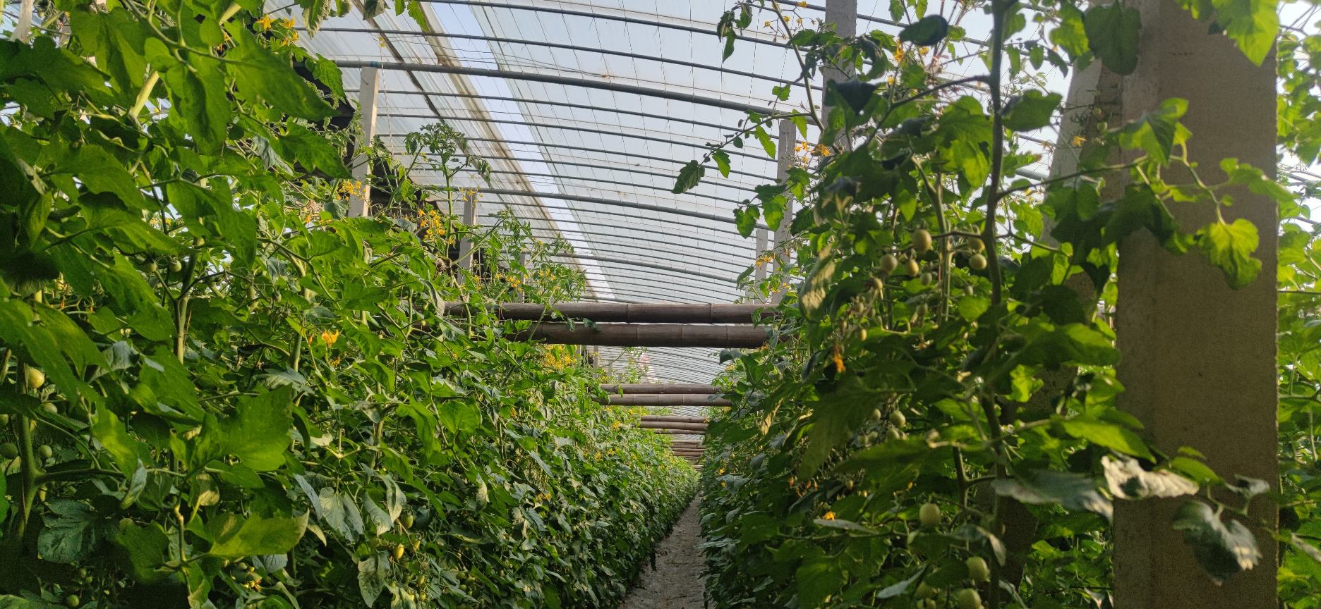 展示不同种植密度下的圣女果田间分布情况 圣女果种植密度示意图