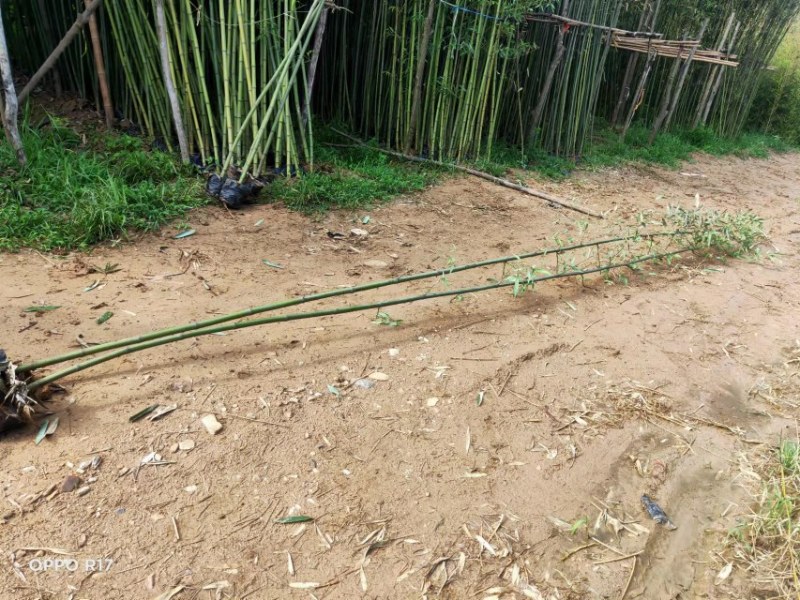 竹子高4米至6米大杯苗，产地直销，价格优惠，河南桐柏货源