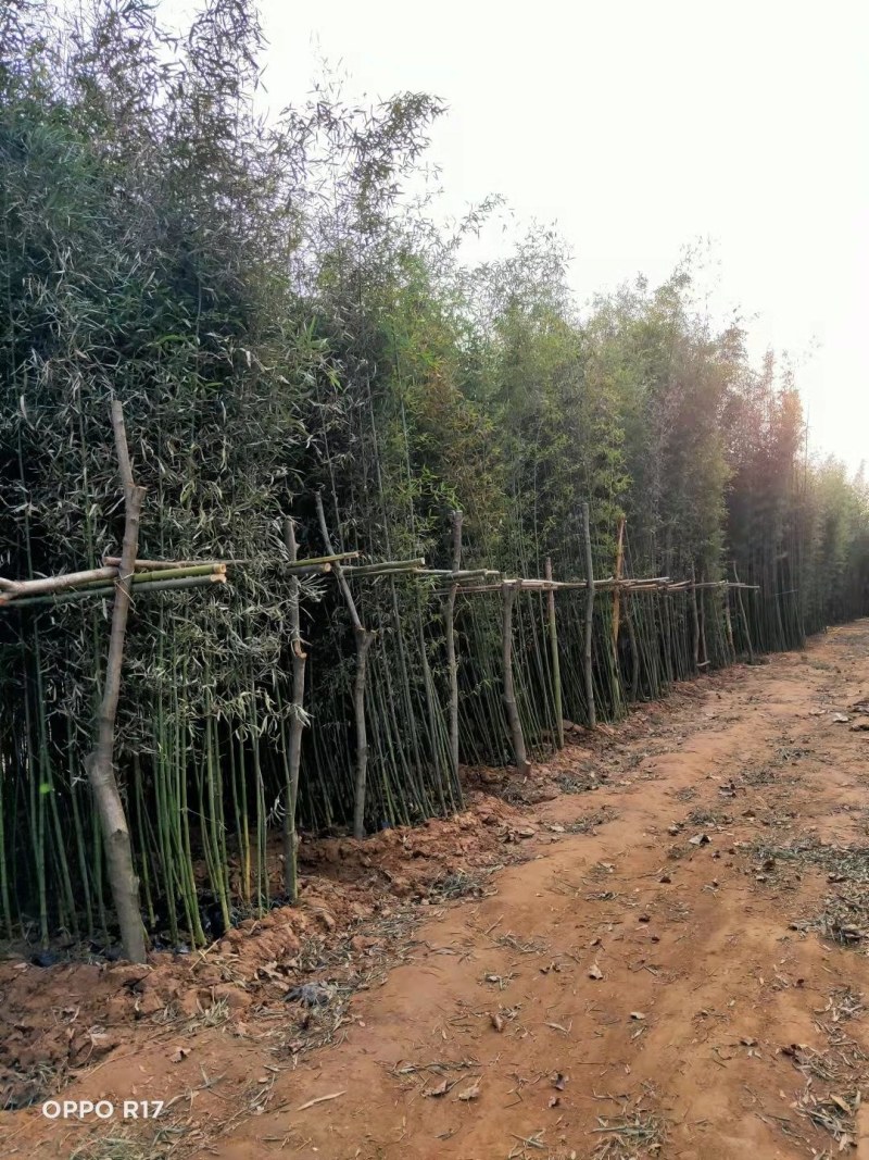 竹子高4米至6米大杯苗，产地直销，价格优惠，河南桐柏货源