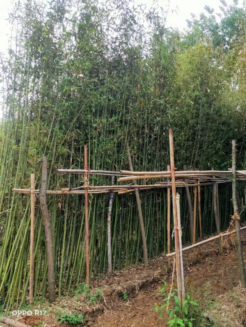 竹子高4米至6米大杯苗，产地直销，价格优惠，河南桐柏货源