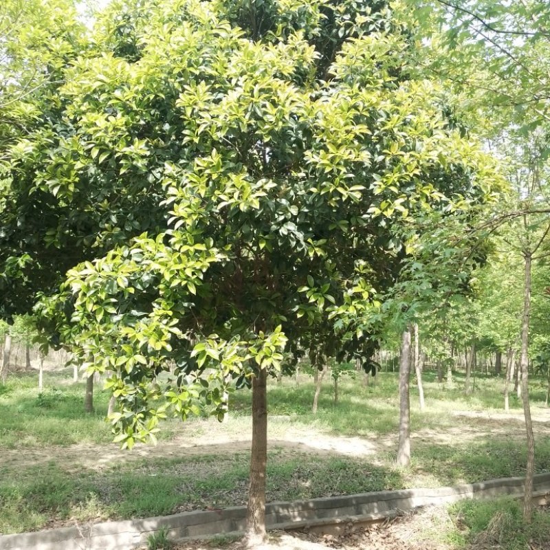 桂花（金桂）地径12公分至25公分，产地直销