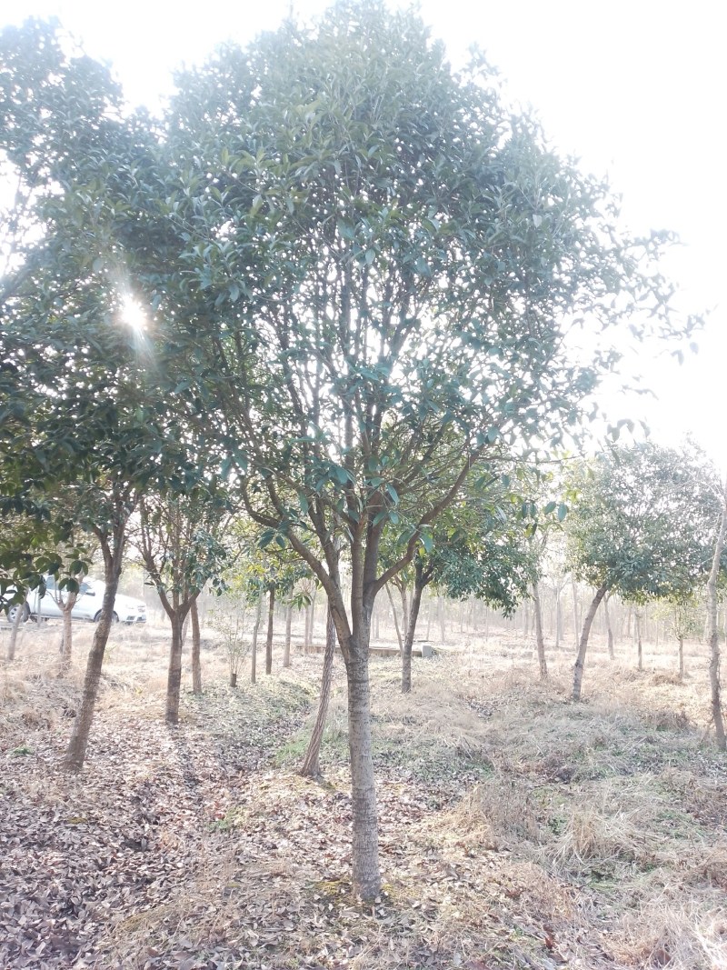 桂花（金桂）地径12公分至25公分，产地直销