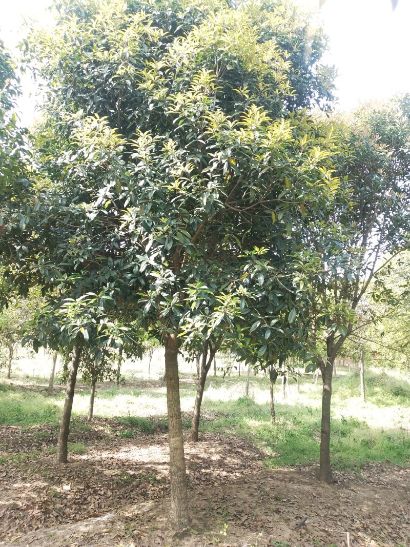 桂花（金桂）地径12公分至25公分，产地直销
