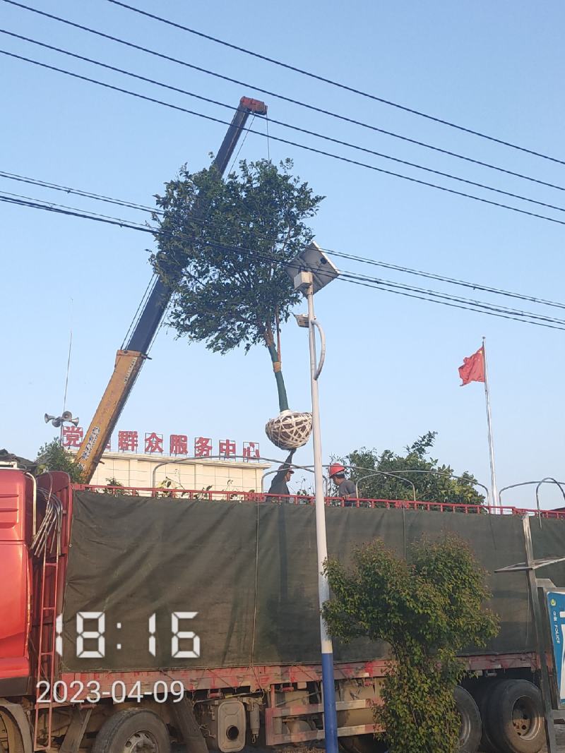 10公分香橼树（泡柑树）湖北香橼，支持线上保障交易