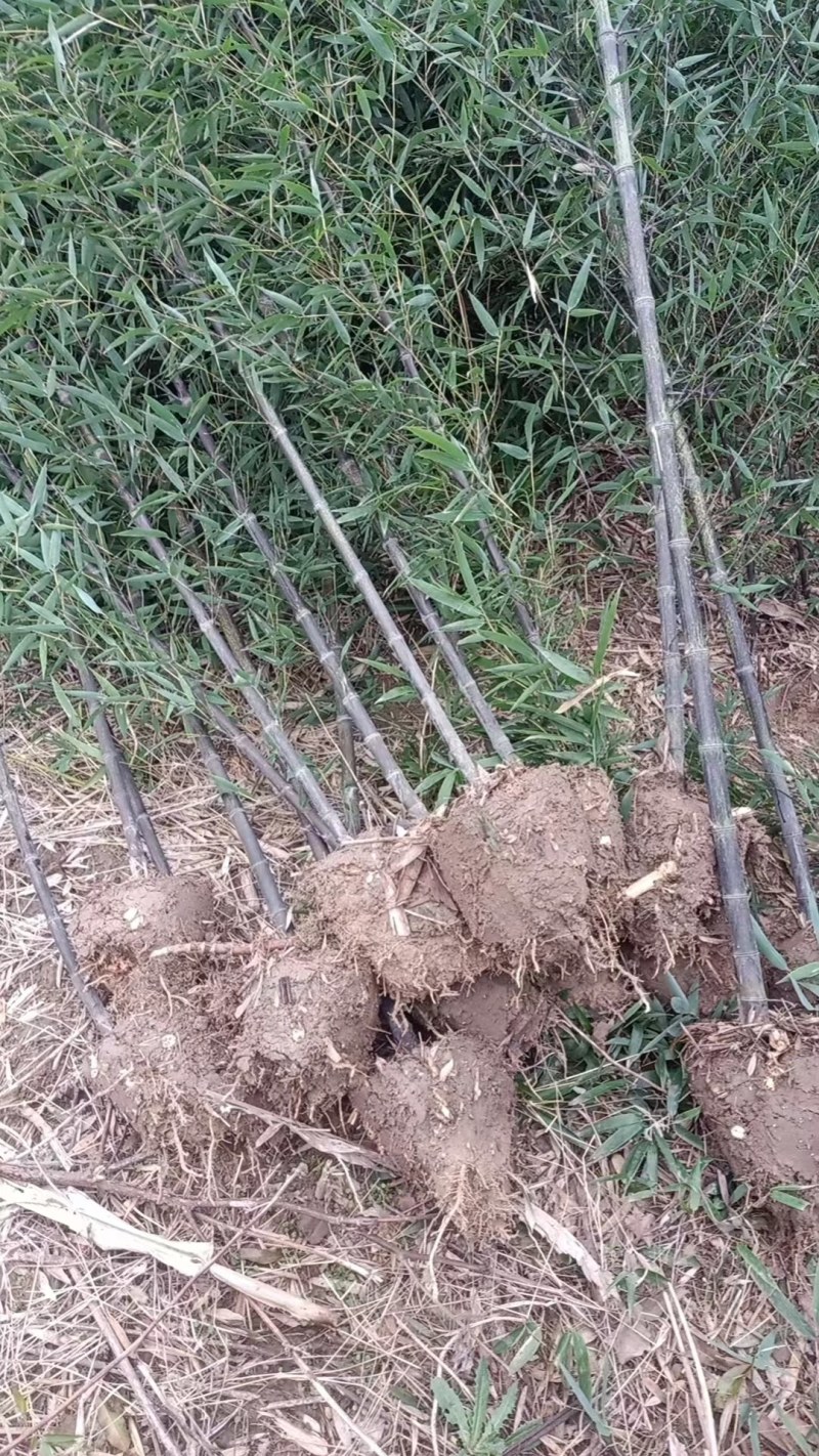 刚竹供应土球苗和无纺布袋苗，产地直销，全国发货