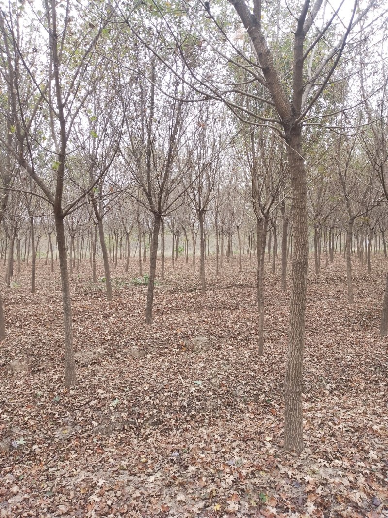 元宝枫8公分至10公分，产地直销，价格优惠，河南桐柏货源