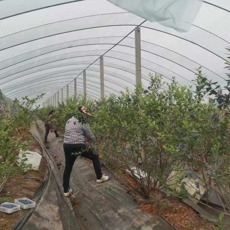 连云港市，蓝莓鲜果蓝莓新鲜应季水果现摘蓝莓孕妇宝宝水果
