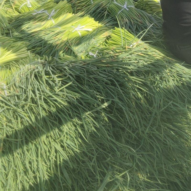 邳州红帽蒜薹新鲜采摘可视频看货欢迎来电咨询