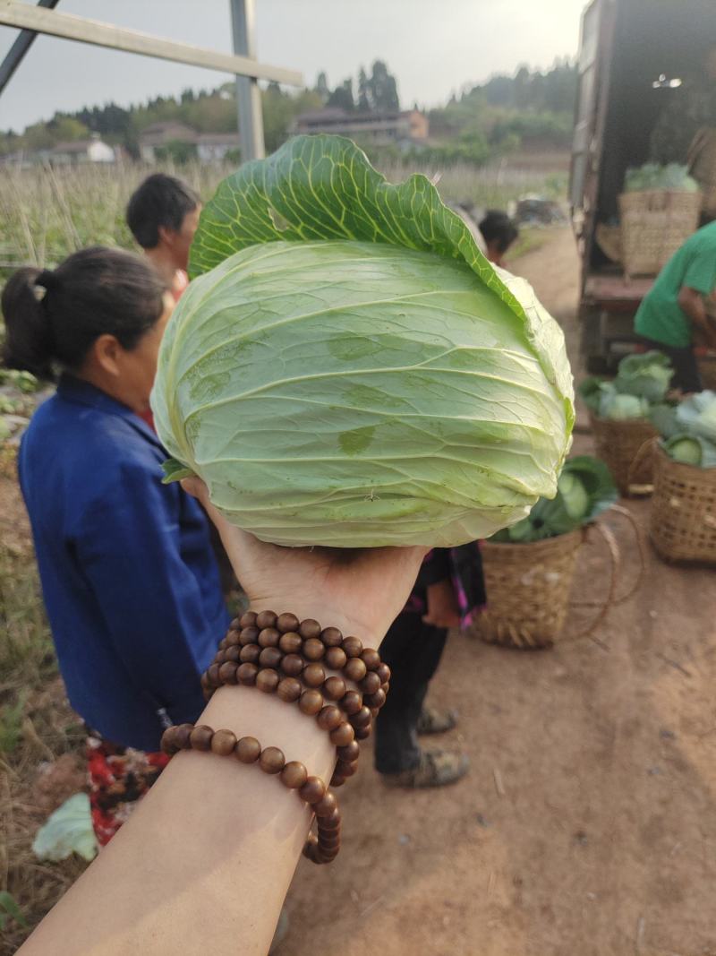 莲花白厚皮