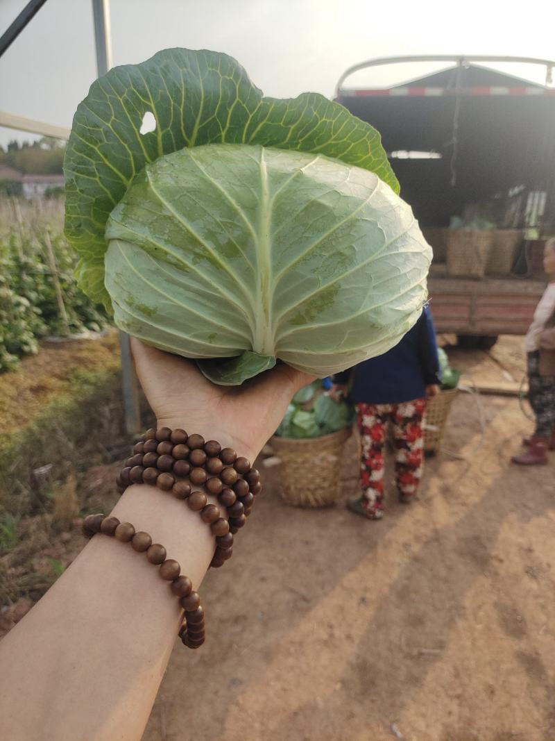 莲花白厚皮