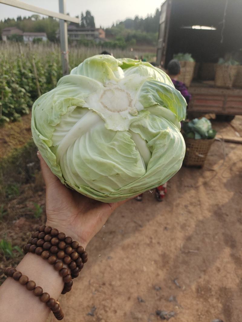 莲花白厚皮