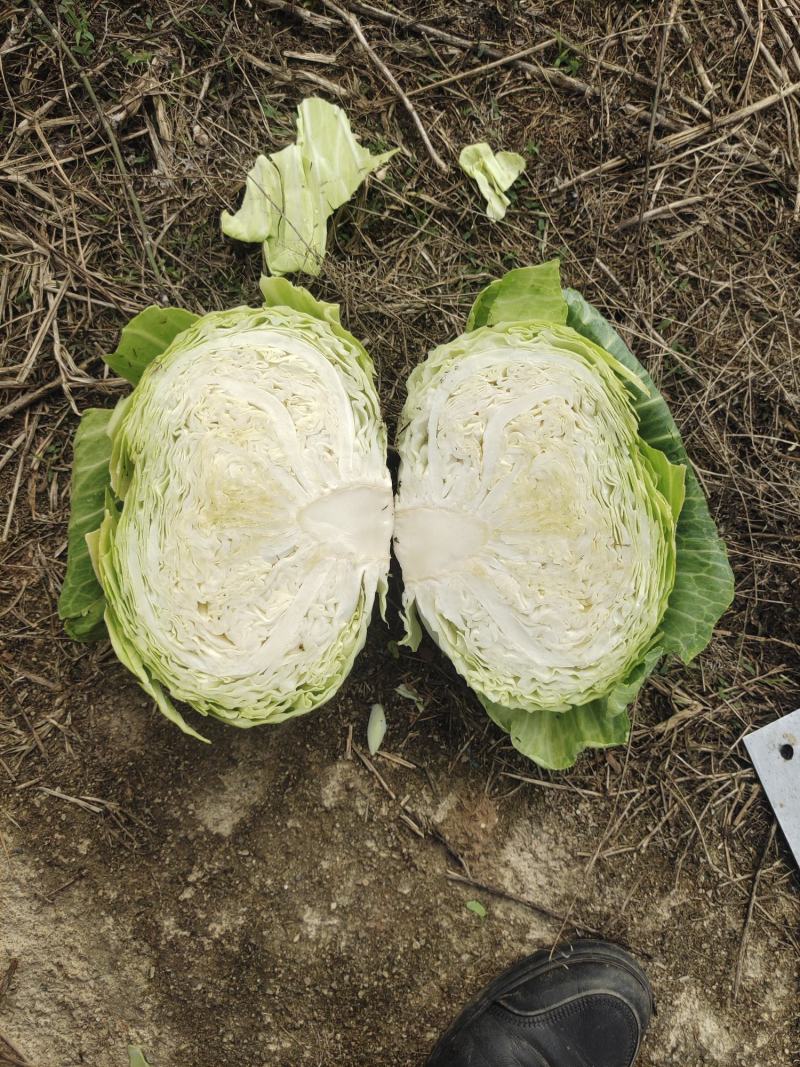 莲花白厚皮