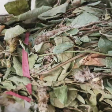 狸尾草