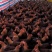 阉鸡，1斤—3斤左右的阉鸡大大大量出栏了