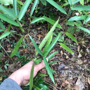 野生白花牛奶，自挖自销