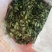 抱石莲纯野生瓜子草鲜货采先发