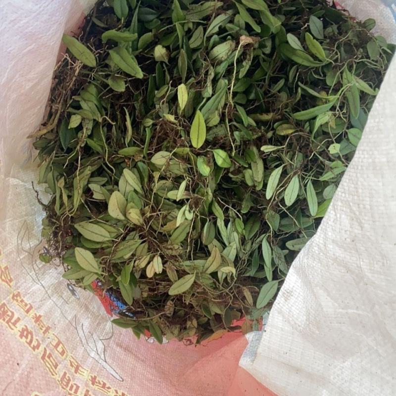 抱石莲纯野生瓜子草鲜货采先发