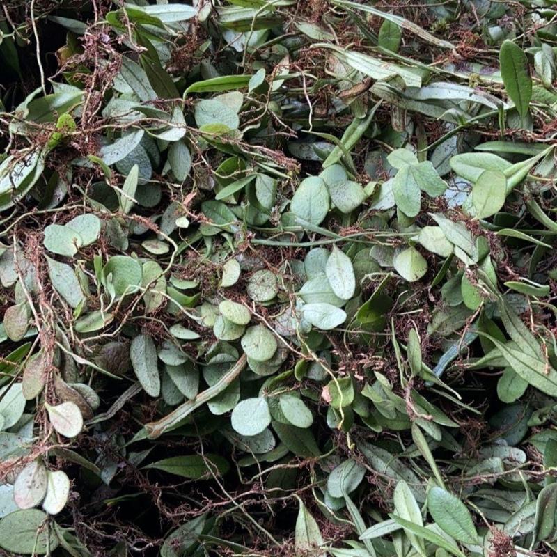 抱石莲纯野生瓜子草鲜货采先发