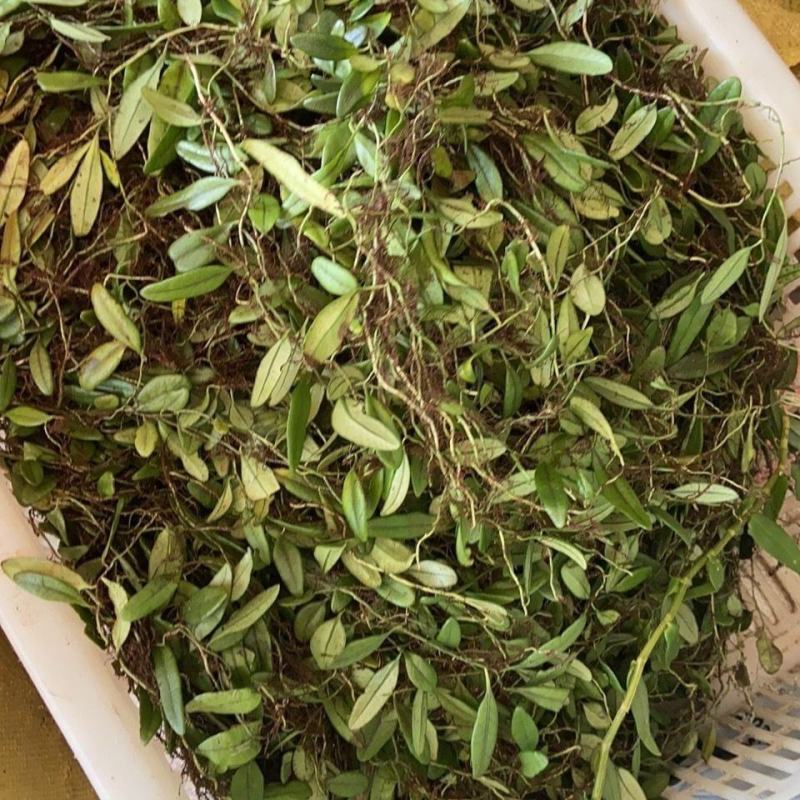抱石莲纯野生瓜子草鲜货采先发