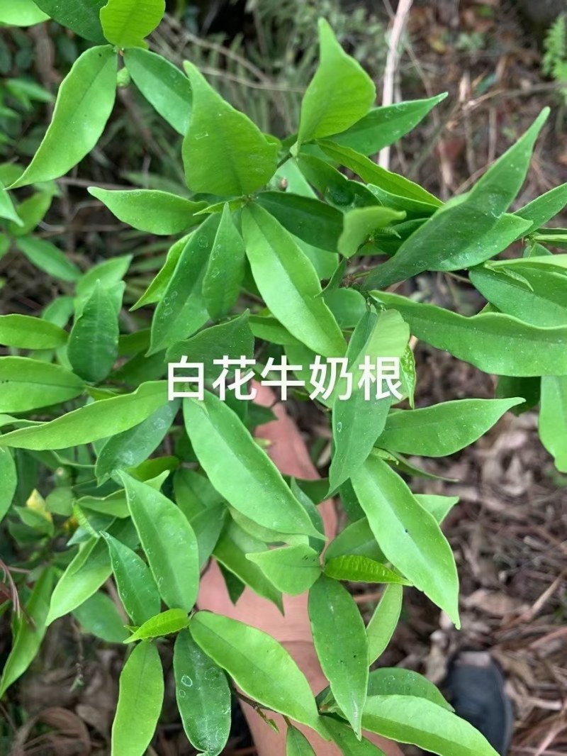 野生白花牛奶，自挖自销
