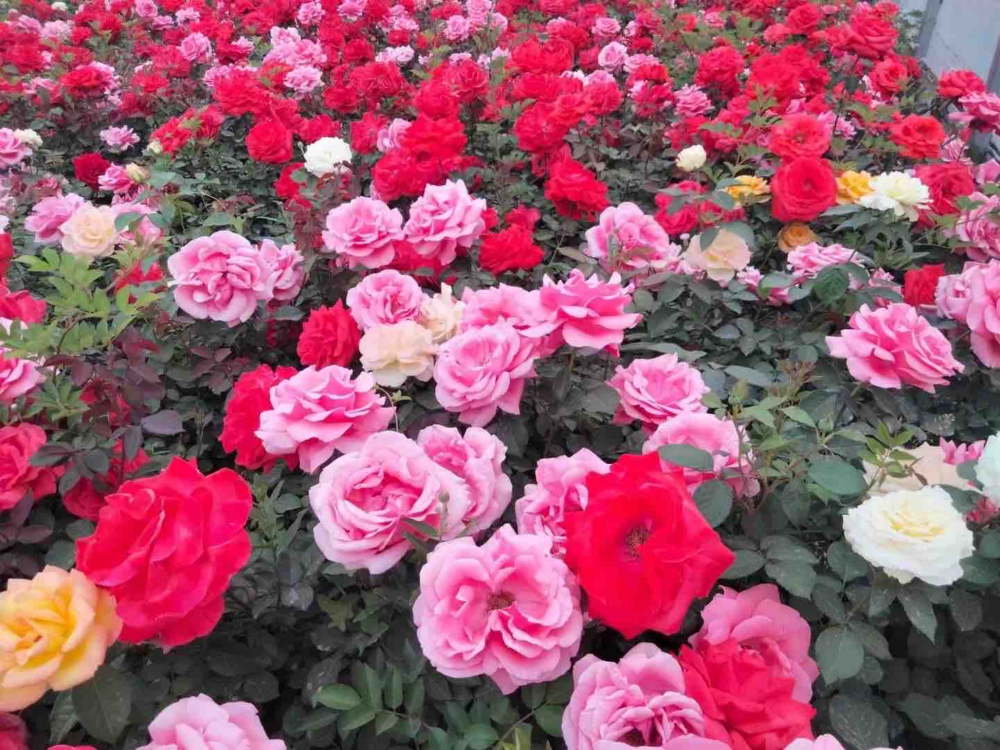 展示大花浓香勤花月季在庭院或公园中的种植场景,花团锦簇,景观效果极佳 大花浓香勤花月季在园林中的应用
