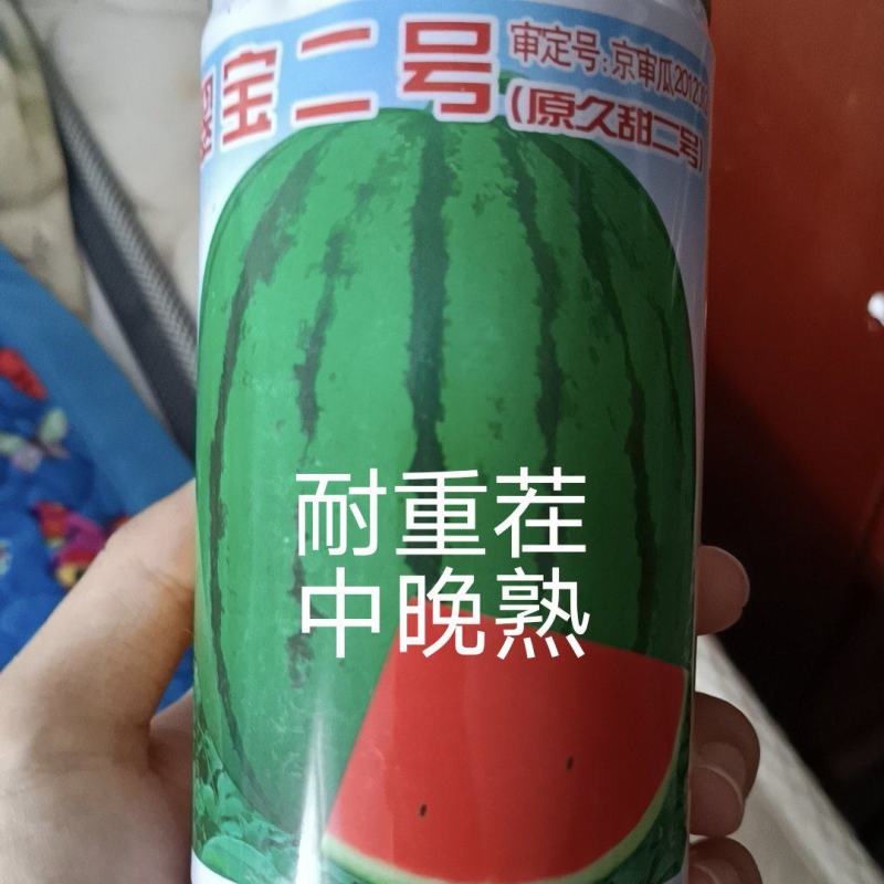 久甜二号西瓜种子中晚熟高圆形大果28公斤亩产10000