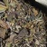 普洱茶（白茶，散茶，饼茶）