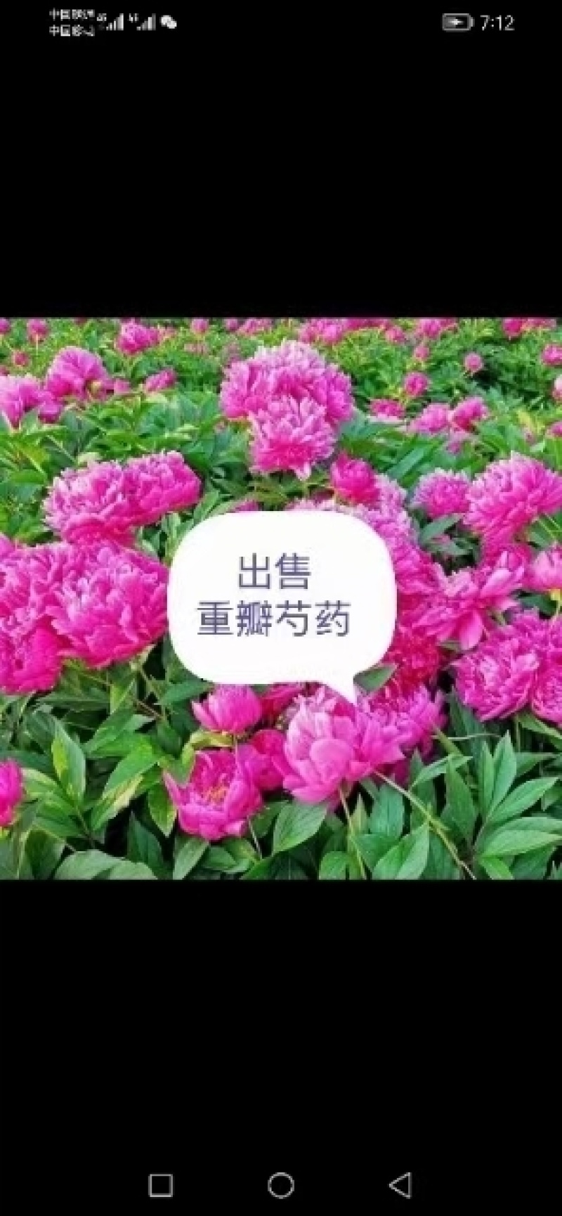 哈尔滨秋季产品上市芍药荷包萱草花卉种植，欢迎新老顾客选购