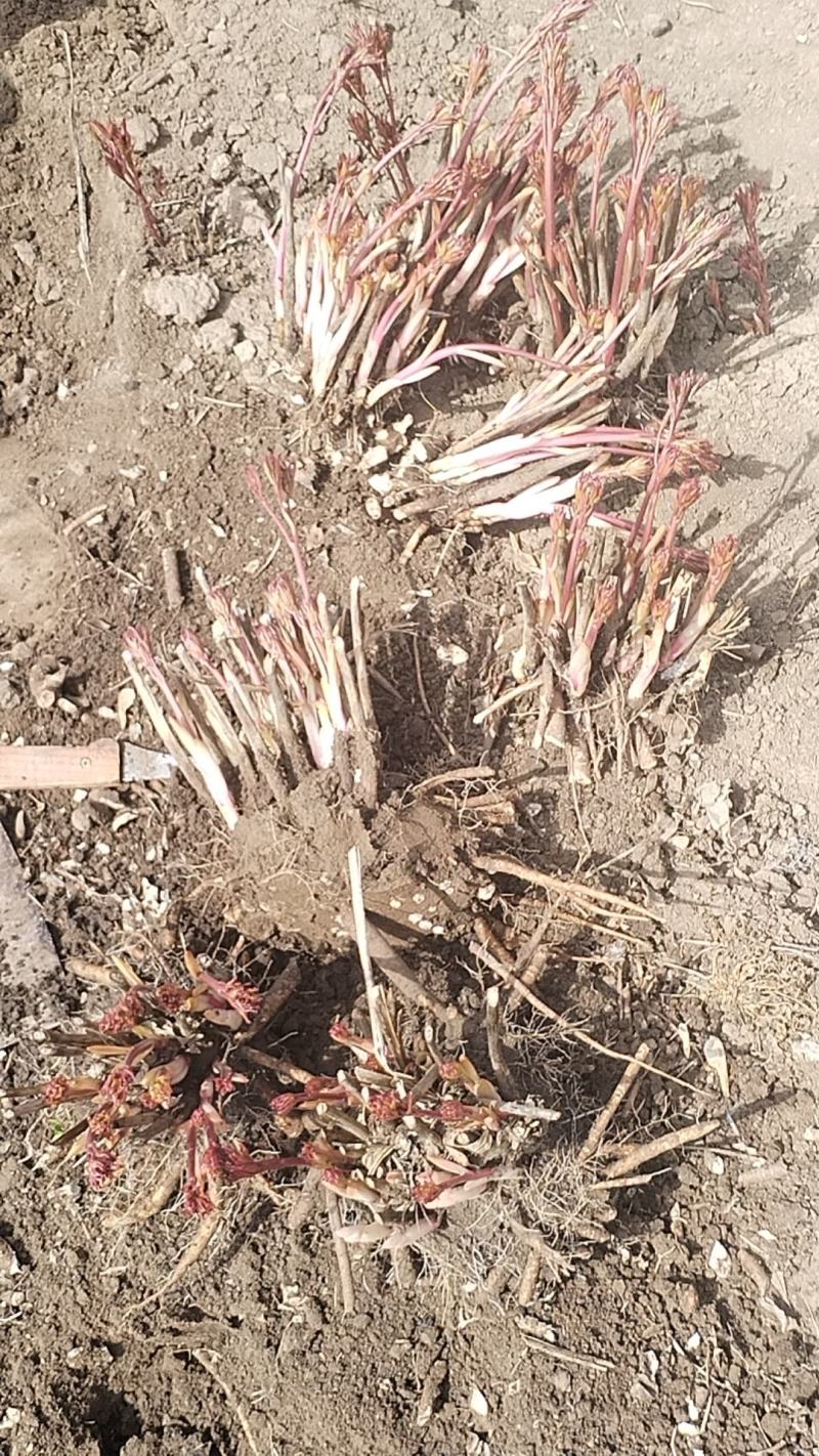 哈尔滨秋季产品上市芍药荷包萱草花卉种植，欢迎新老顾客选购