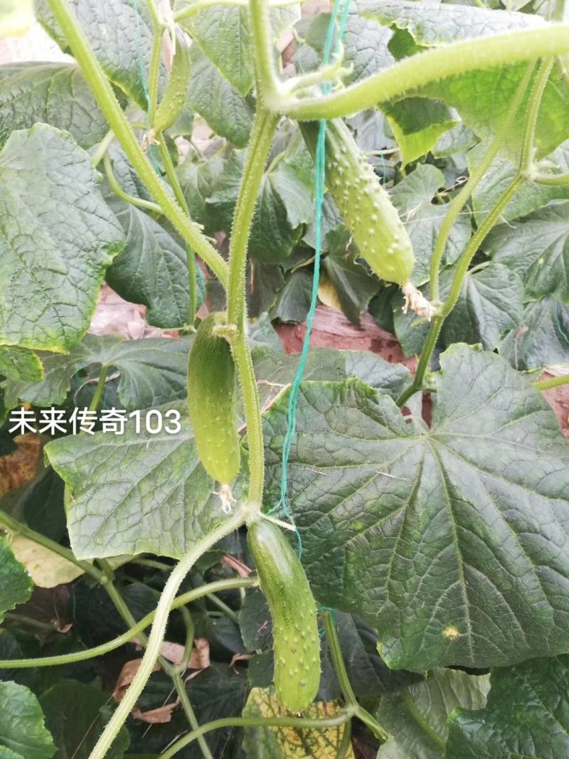 未来传奇103旱黄瓜种子强雌性水果黄瓜种子抗病高产口感鲜