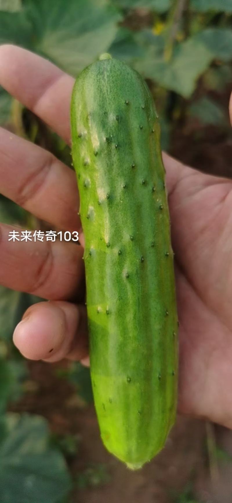 未来传奇103旱黄瓜种子强雌性水果黄瓜种子抗病高产口感鲜