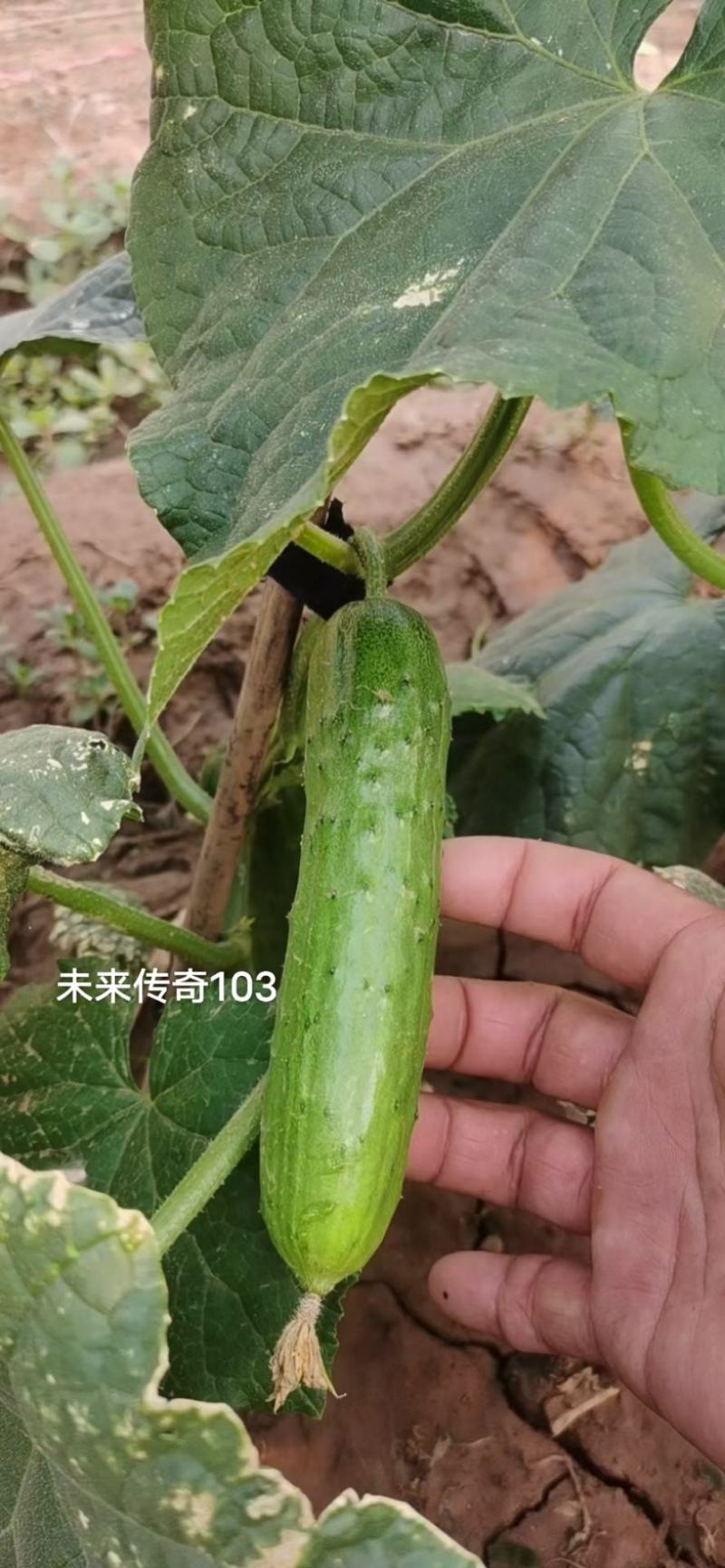 未来传奇103旱黄瓜种子强雌性水果黄瓜种子抗病高产口感鲜