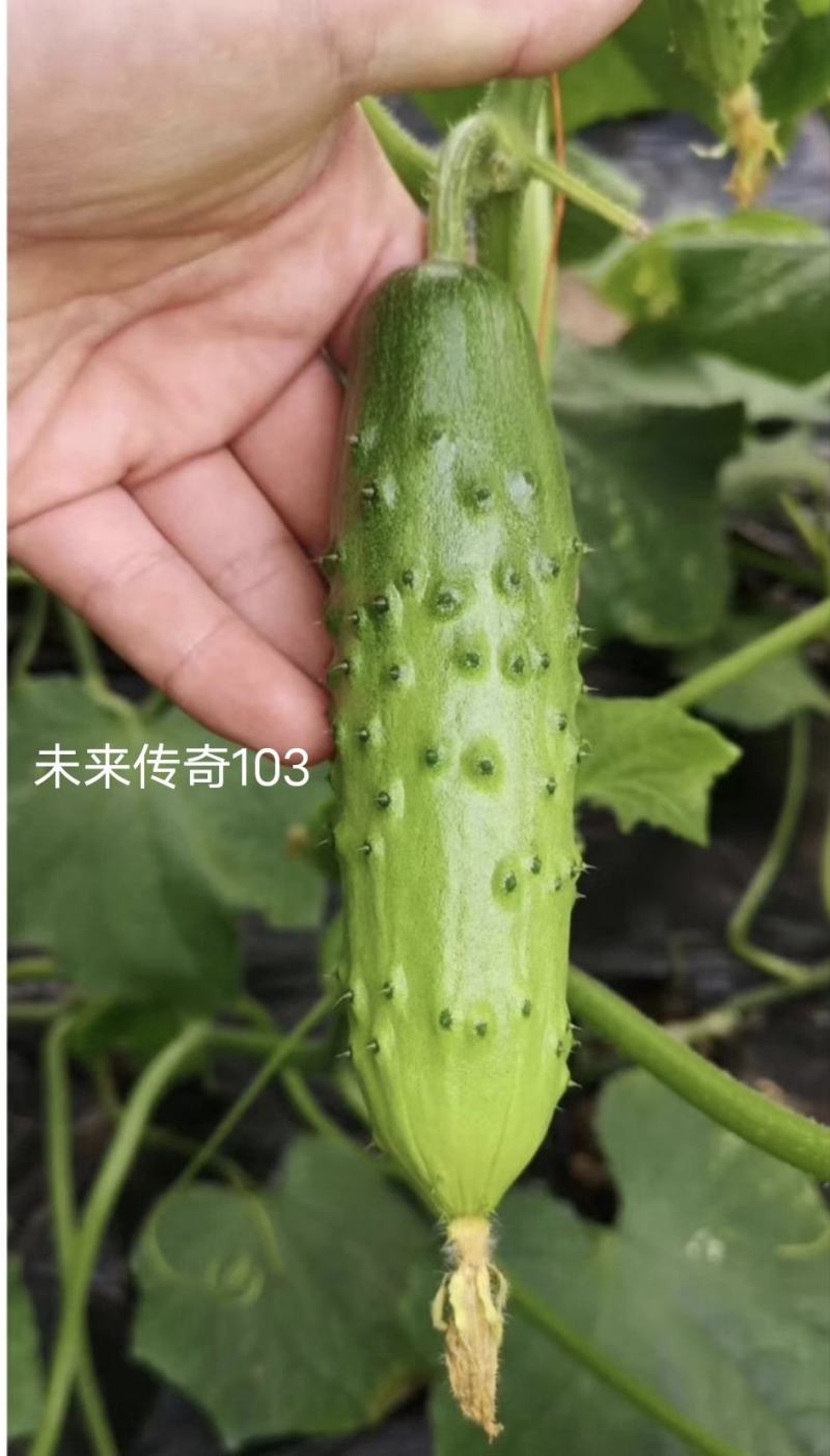 未来传奇103旱黄瓜种子强雌性水果黄瓜种子抗病高产口感鲜