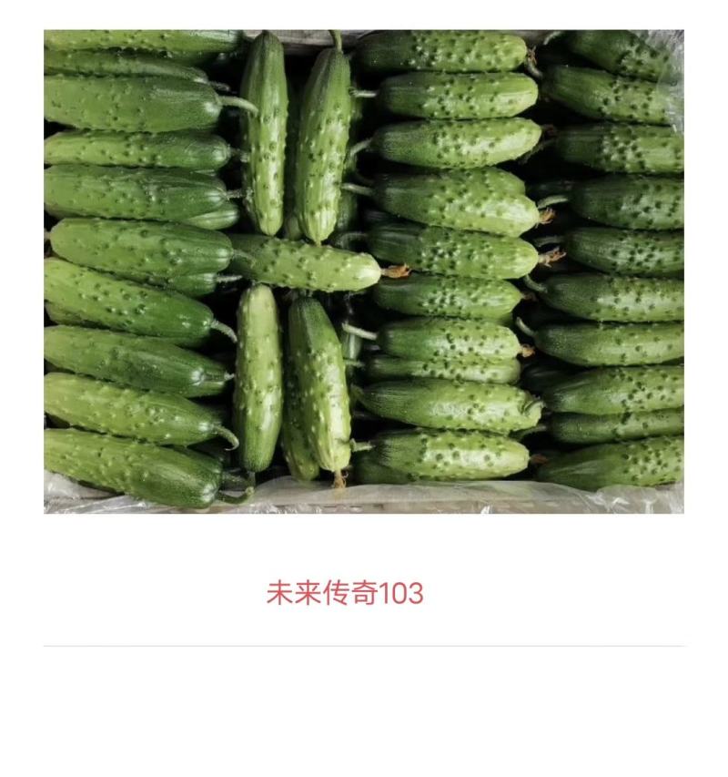 未来传奇103旱黄瓜种子强雌性水果黄瓜种子抗病高产口感鲜
