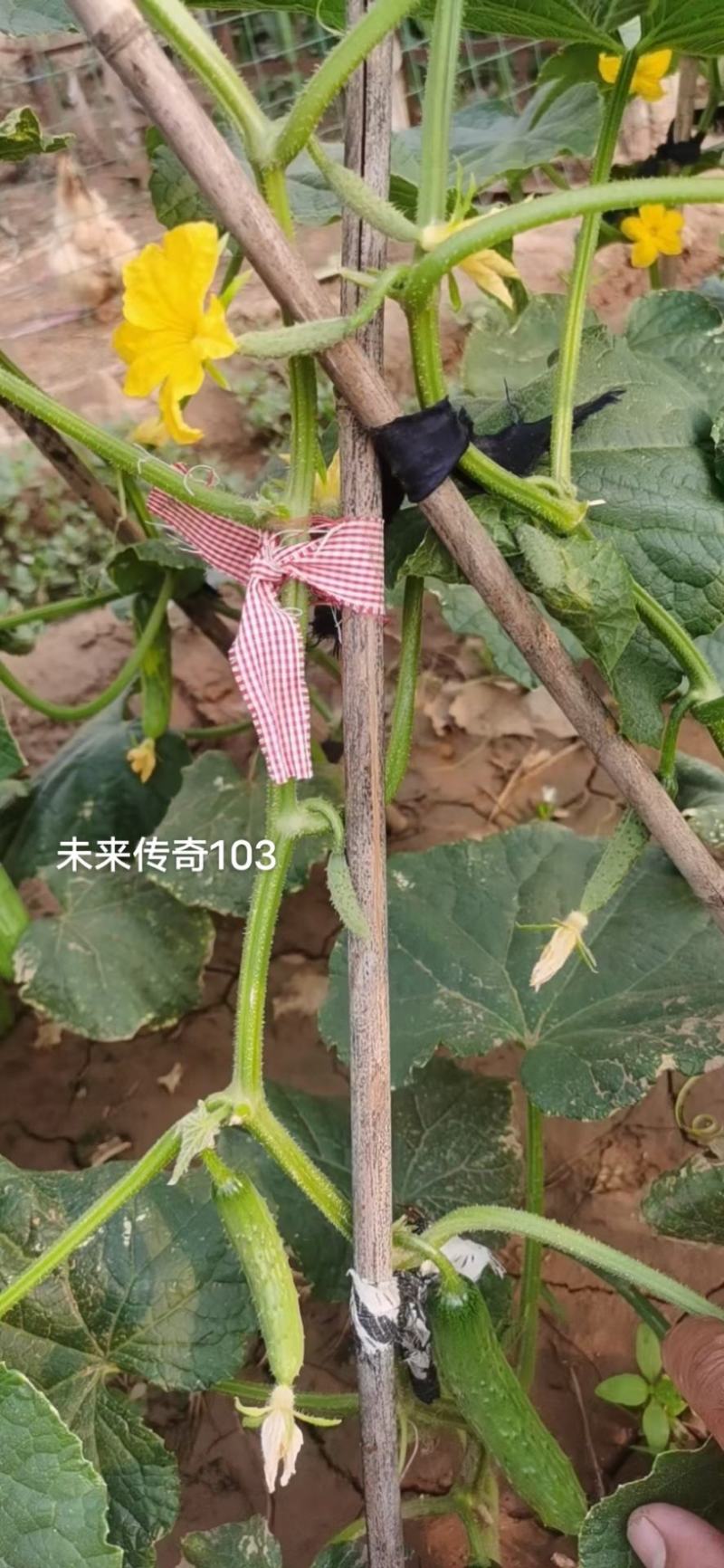 未来传奇103旱黄瓜种子强雌性水果黄瓜种子抗病高产口感鲜