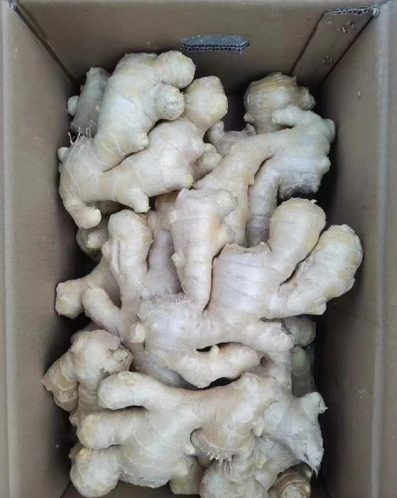 精品大黄姜，产地供应，沙土姜/水洗姜，电商货/市场货