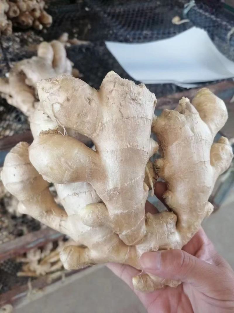 精品大黄姜，产地供应，沙土姜/水洗姜，电商货/市场货
