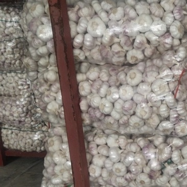 邳州精品大蒜鲜蒜大量上市现挖先发全国发货欢迎采购
