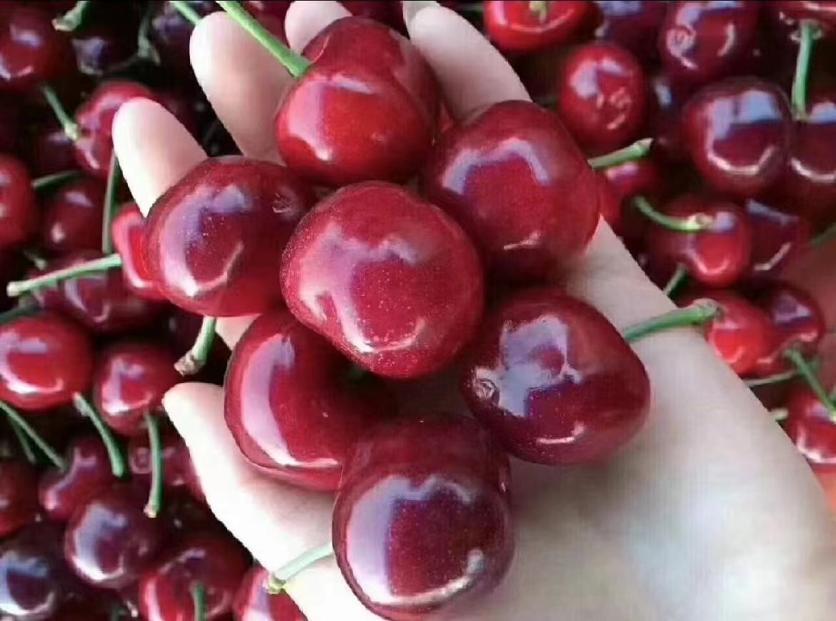 美早樱桃摆盘展示图