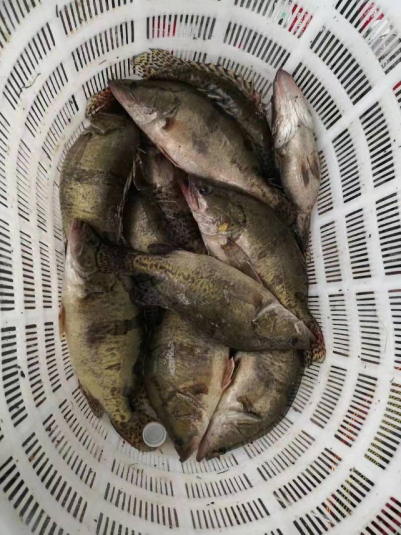 桂鱼