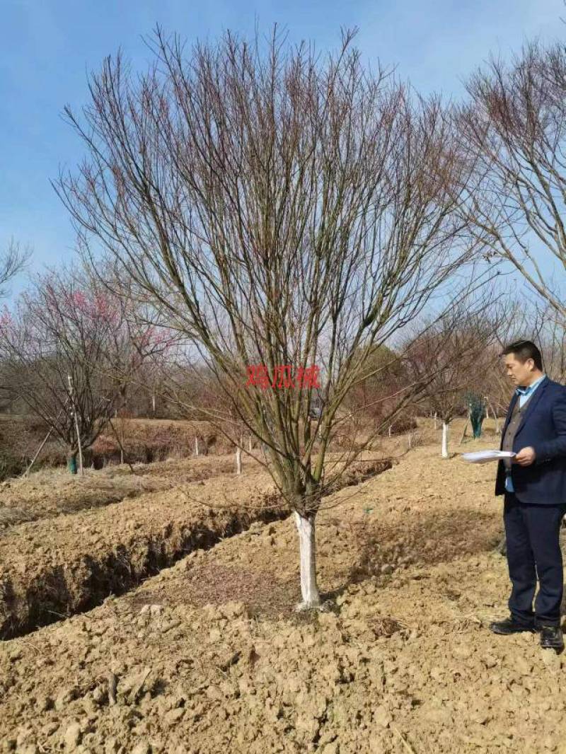 紫微，量大树优，诚信经营，欢迎选构