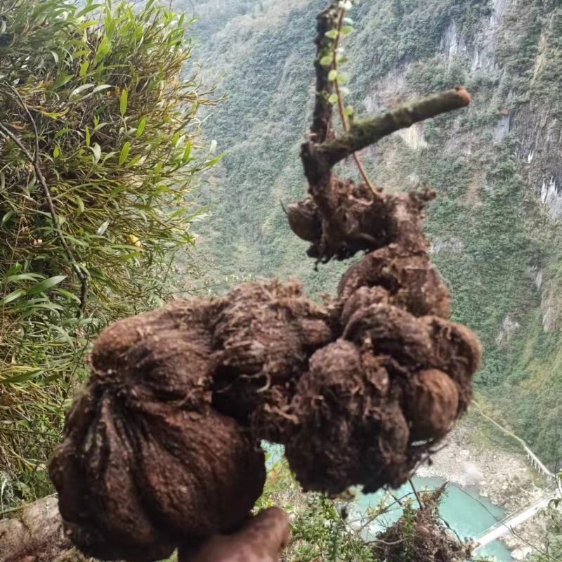 怒江产地野生树萝卜