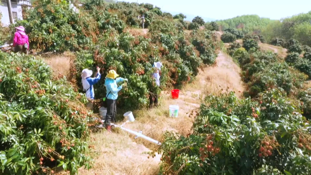高州柏桥村荔枝采摘现场