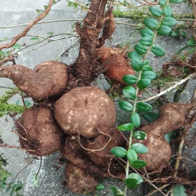 怒江产地野生树萝卜