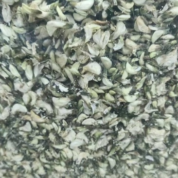 干洋槐花，脱水洋槐花，现摘现烘干，色泽好，无杂质无硫