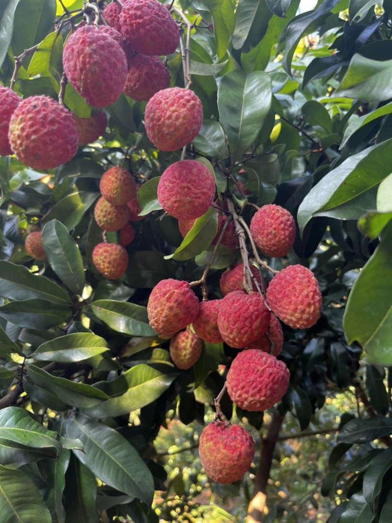 从化荔枝
