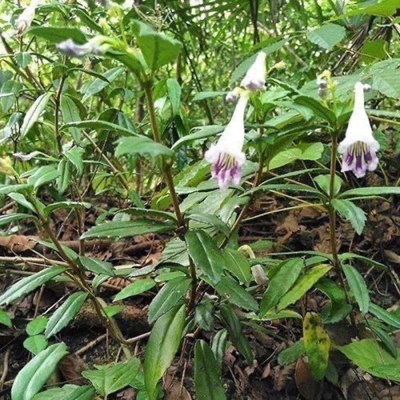 贵州岩豇豆石豇豆石吊兰