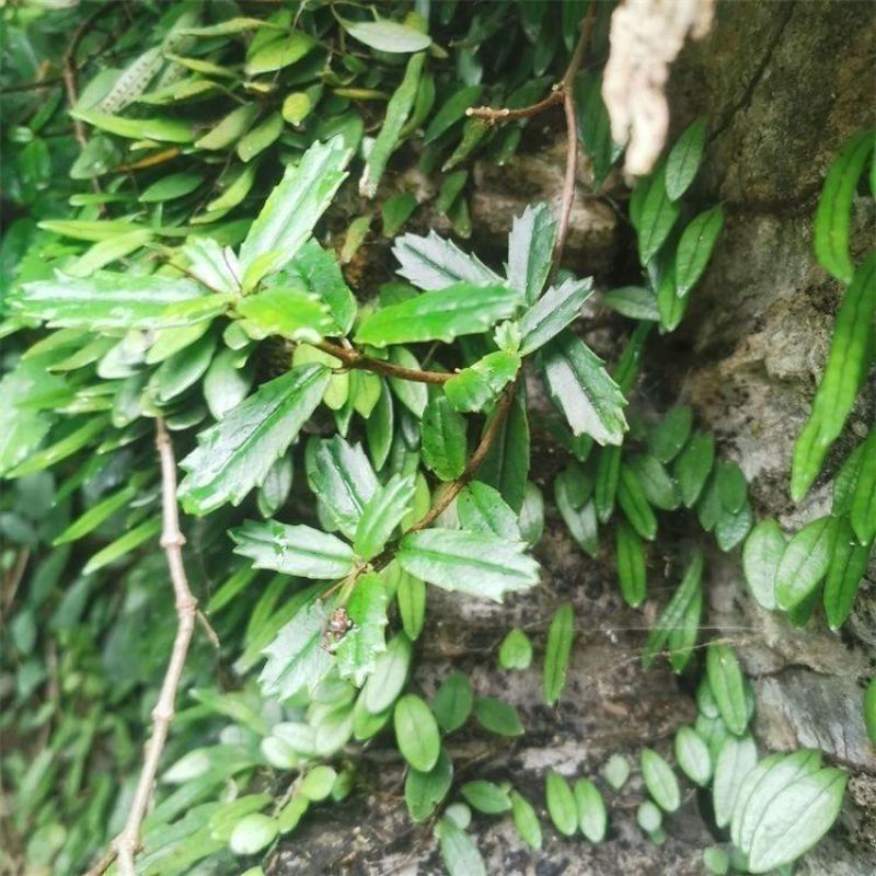 贵州岩豇豆石豇豆石吊兰