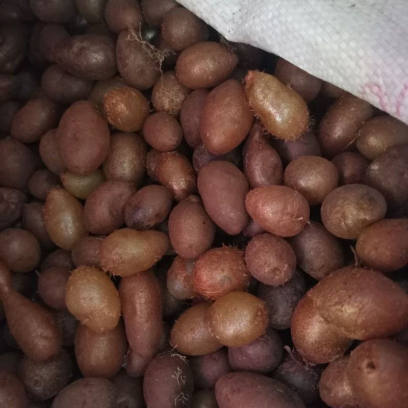 深山石黄皮凤凰蛋化狗儿肾结果