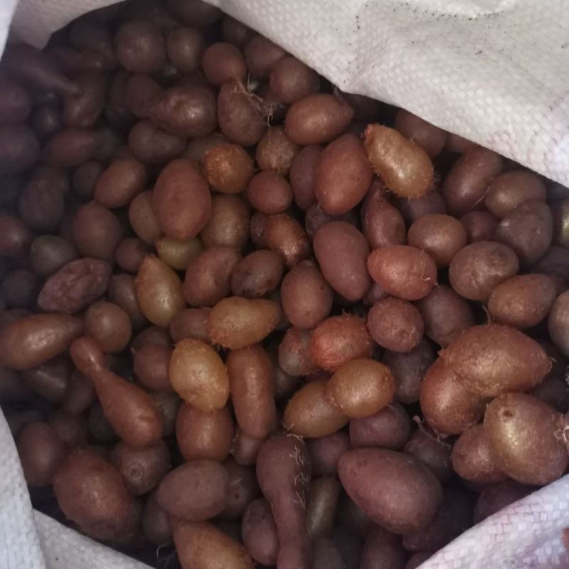 深山石黄皮凤凰蛋化狗儿肾结果